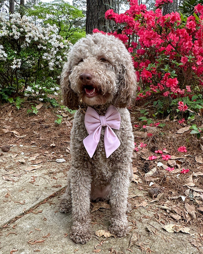 Spring Collar Bows- LIMITED RESTOCK