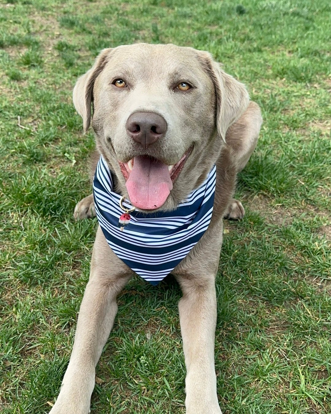 Bear-y Patriotic