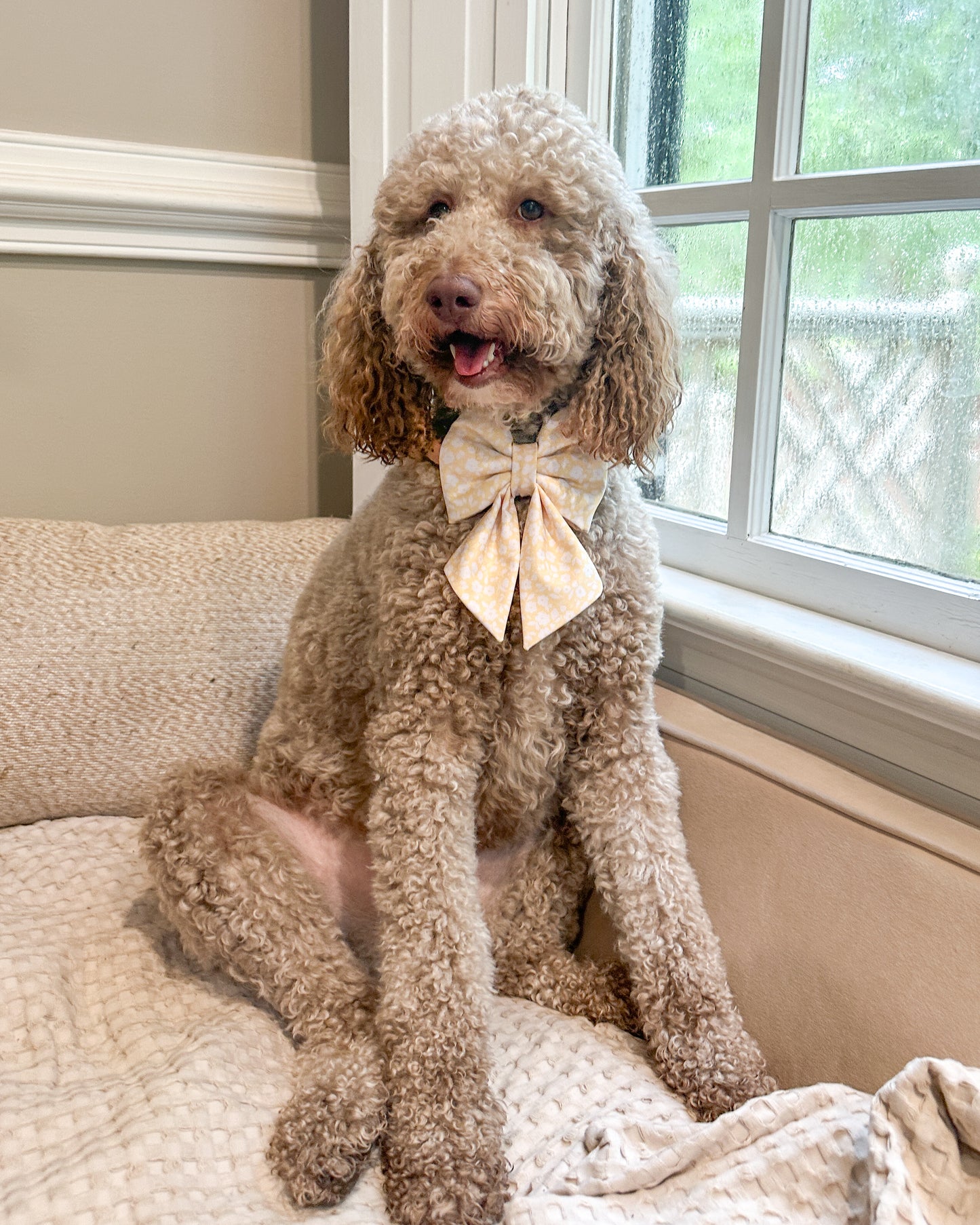 Summer Collar Bows