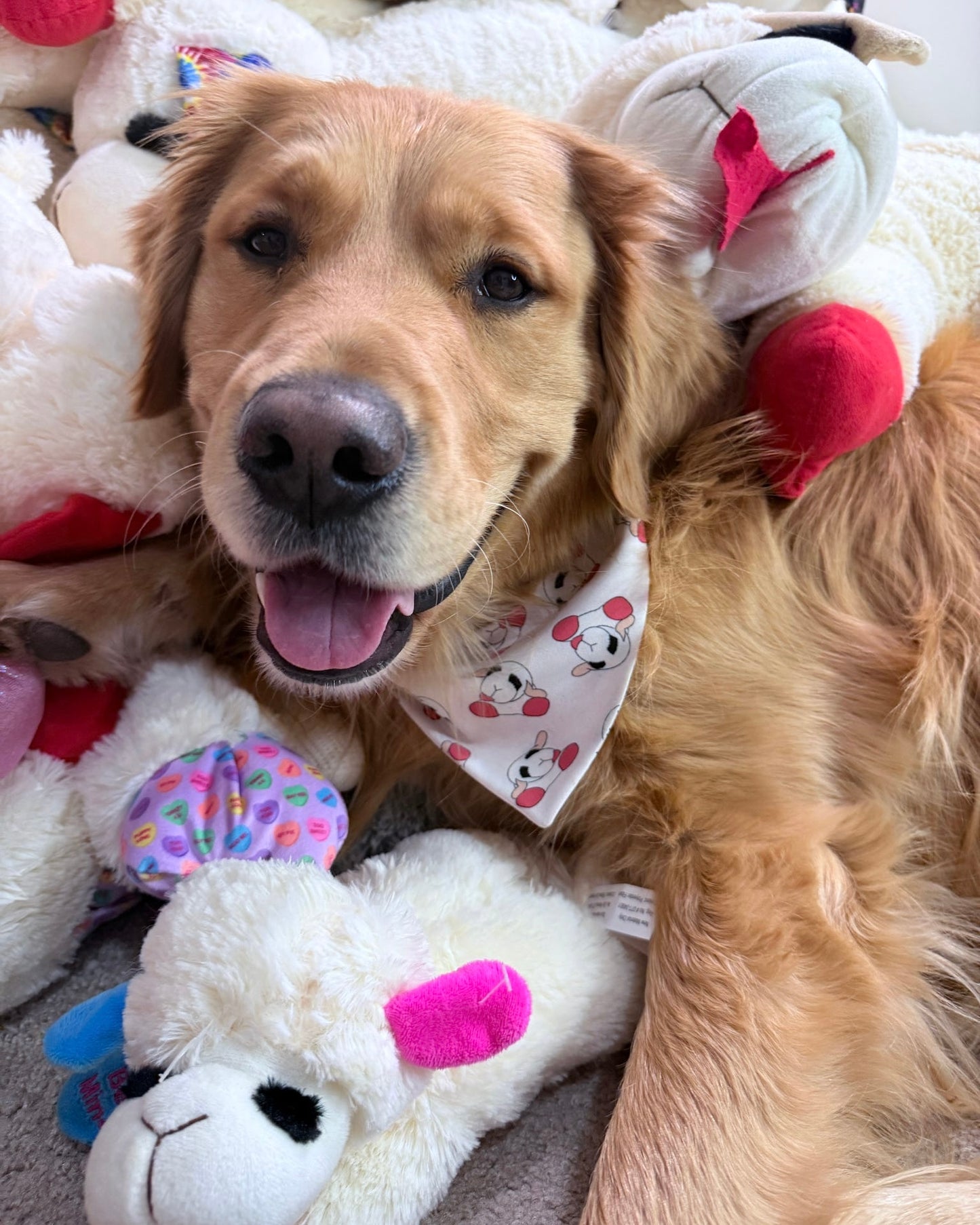 Lambie lover