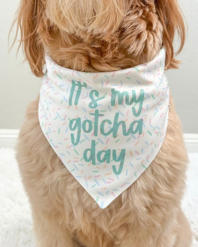 LAST CHANCE- Party Pup- Choose your graphic!