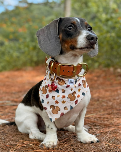 Acorn Trails- MMB Exclusive