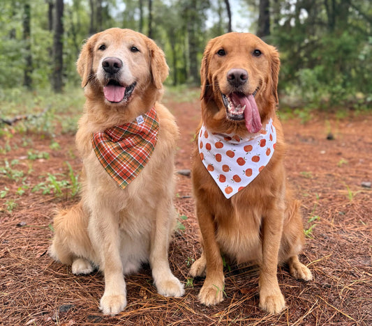 🍂 The Autumn Adventures Collection – Coming Soon
