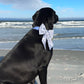 Black dog with a large decorative bow on the beach