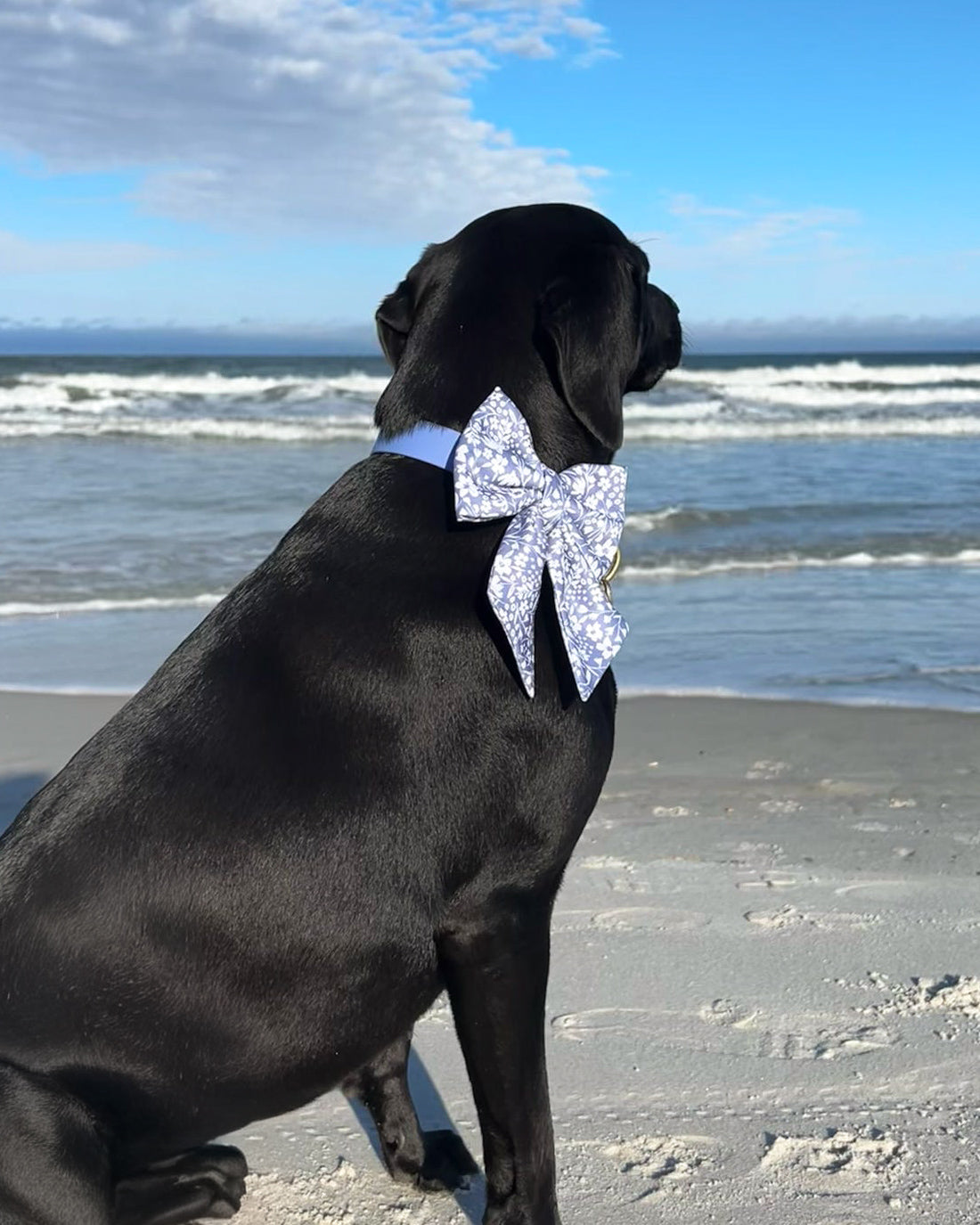 Black dog with a large decorative bow on the beach