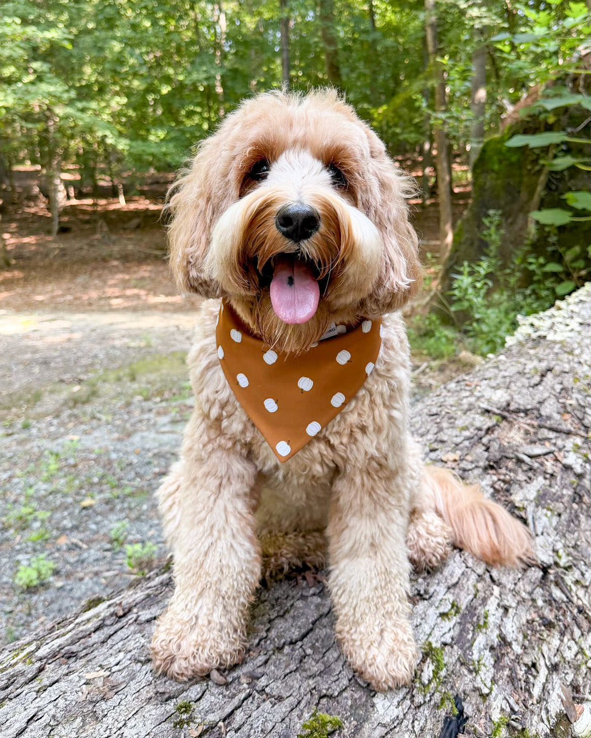Fall BYOB (build your own bandana)