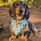 Bark ranger- choose your colorway!