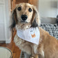 Too Cute to Spook