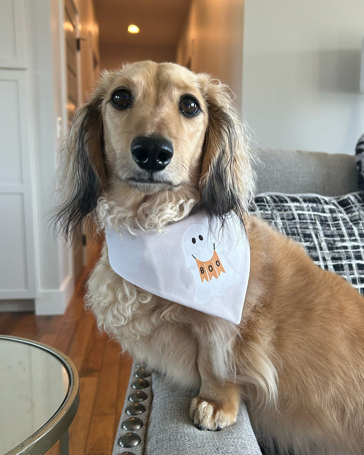 Too Cute to Spook