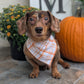 Too Cute to Spook