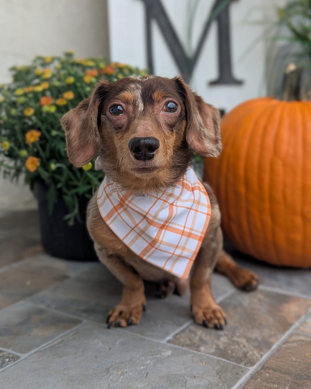 Too Cute to Spook