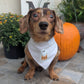 Too Cute to Spook