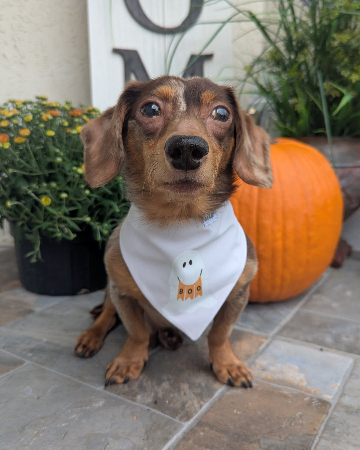 Too Cute to Spook