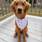 Brown dog wearing a white bandana with colorful spots on a wooden deck.