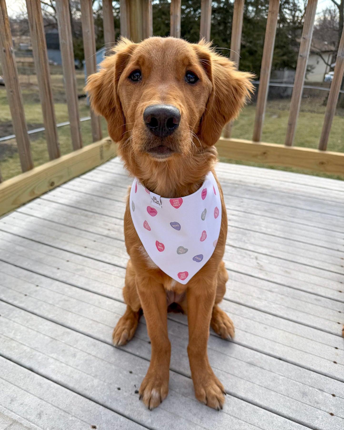 Brown dog wearing a white bandana with colorful spots on a wooden deck.