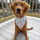 Dog wearing a bandana sitting on a wooden deck