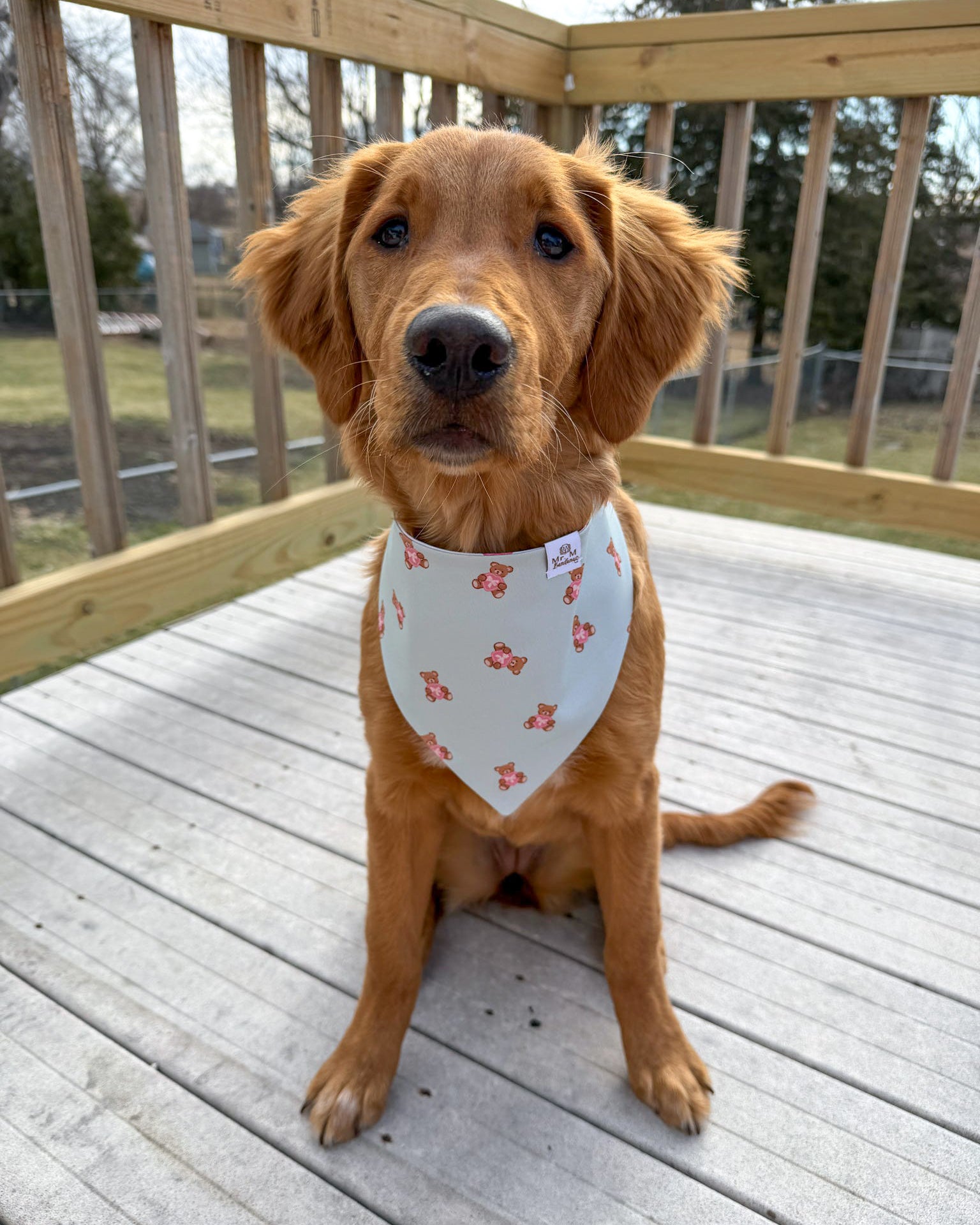 Dog wearing a bandana sitting on a wooden deck