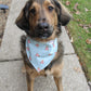 Dog wearing a light blue bandana with pink patterns on a sidewalk.