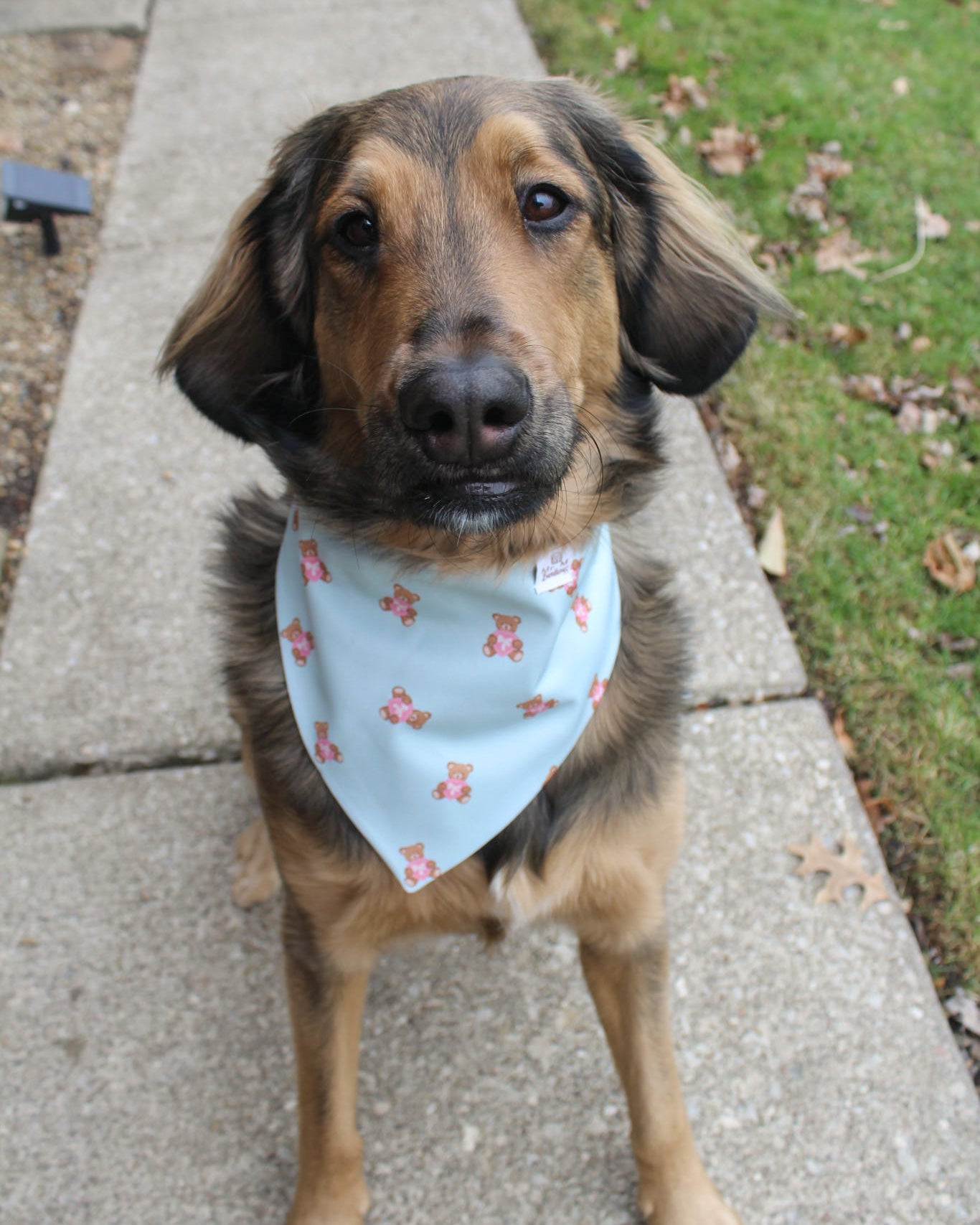 Dog wearing a light blue bandana with pink patterns on a sidewalk.