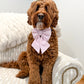 Lucky in Love Collar Bows