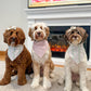 Three dogs wearing bandanas sitting in front of a fireplace.