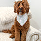 Brown dog wearing a white bandana with a pattern on a white couch.