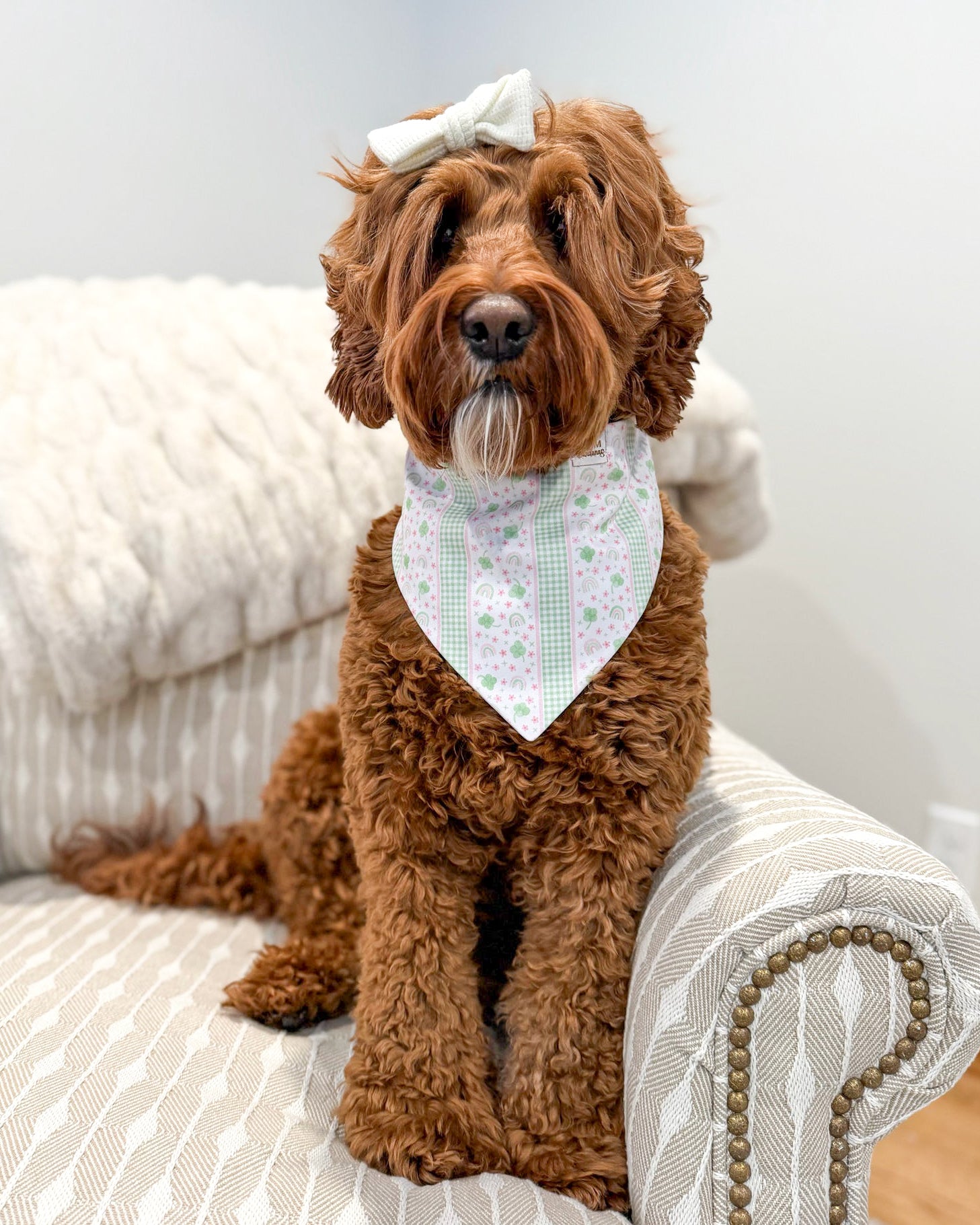 Brown dog wearing a white bandana with a pattern on a white couch.