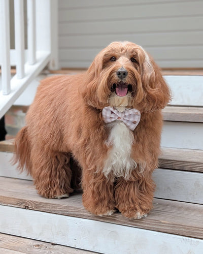 Everyday Essentials Collar Bows