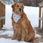 Golden retriever sitting on a snowy deck wearing a bandana.