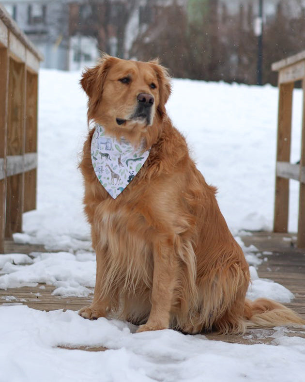 Golden retriever sitting on a snowy deck wearing a bandana.