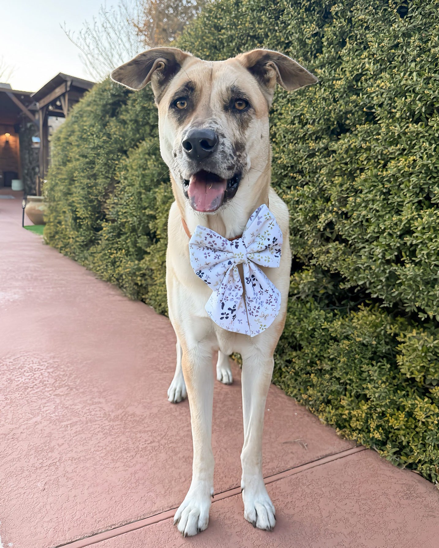 Everyday Essentials Collar Bows
