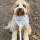 Dog wearing a bandana and pink leash on a natural ground background
