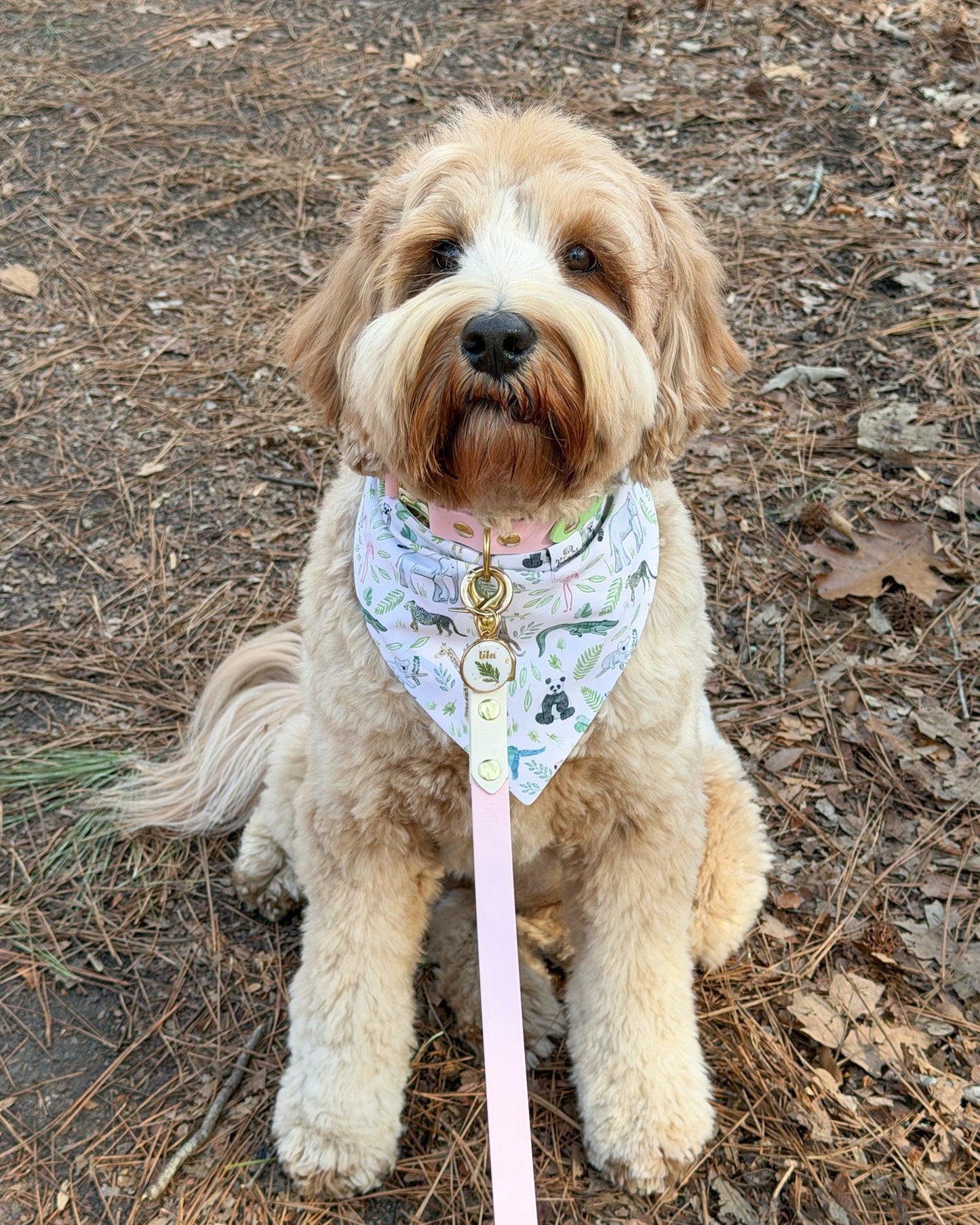 Dog wearing a bandana and pink leash on a natural ground background