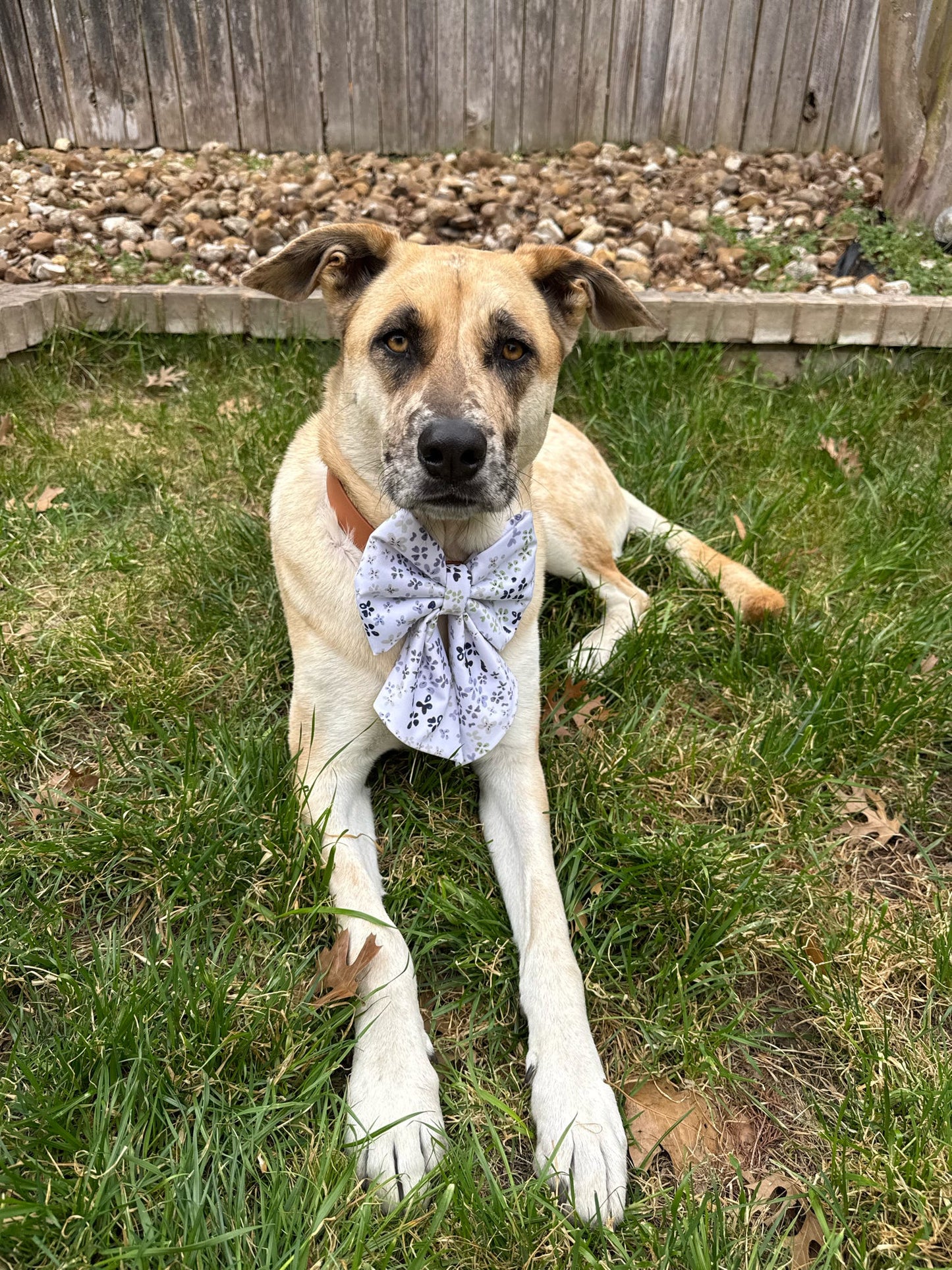 Everyday Essentials Collar Bows