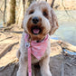 Briar