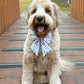 Everyday Essentials Collar Bows