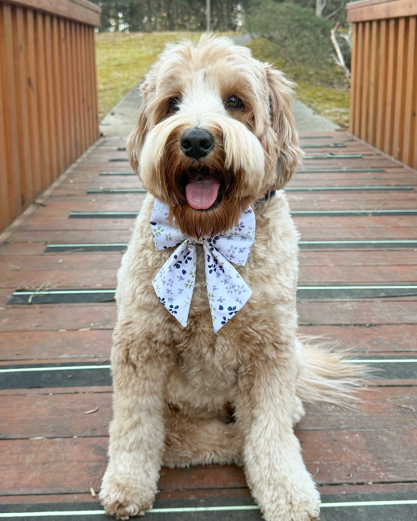 Everyday Essentials Collar Bows