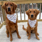 Two golden retrievers wearing bandanas on a wooden deck with a snowy background.