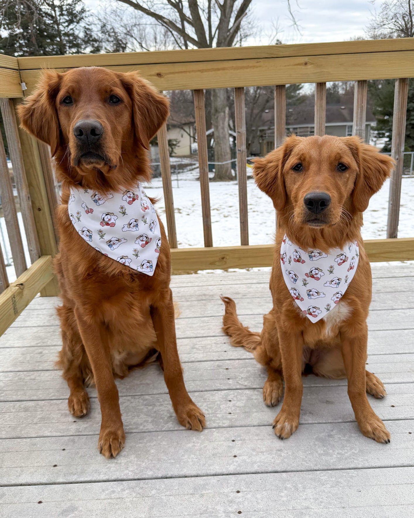 Two golden retrievers wearing bandanas on a wooden deck with a snowy background.