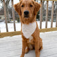 Brown dog wearing a white bandana with black polka dots on a wooden deck with snow in the background.