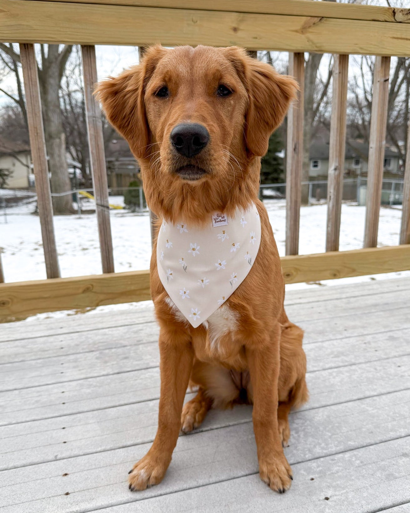 Brown dog wearing a white bandana with black polka dots on a wooden deck with snow in the background.