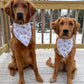 Two golden retrievers wearing bandanas on a wooden deck with a snowy landscape in the background.