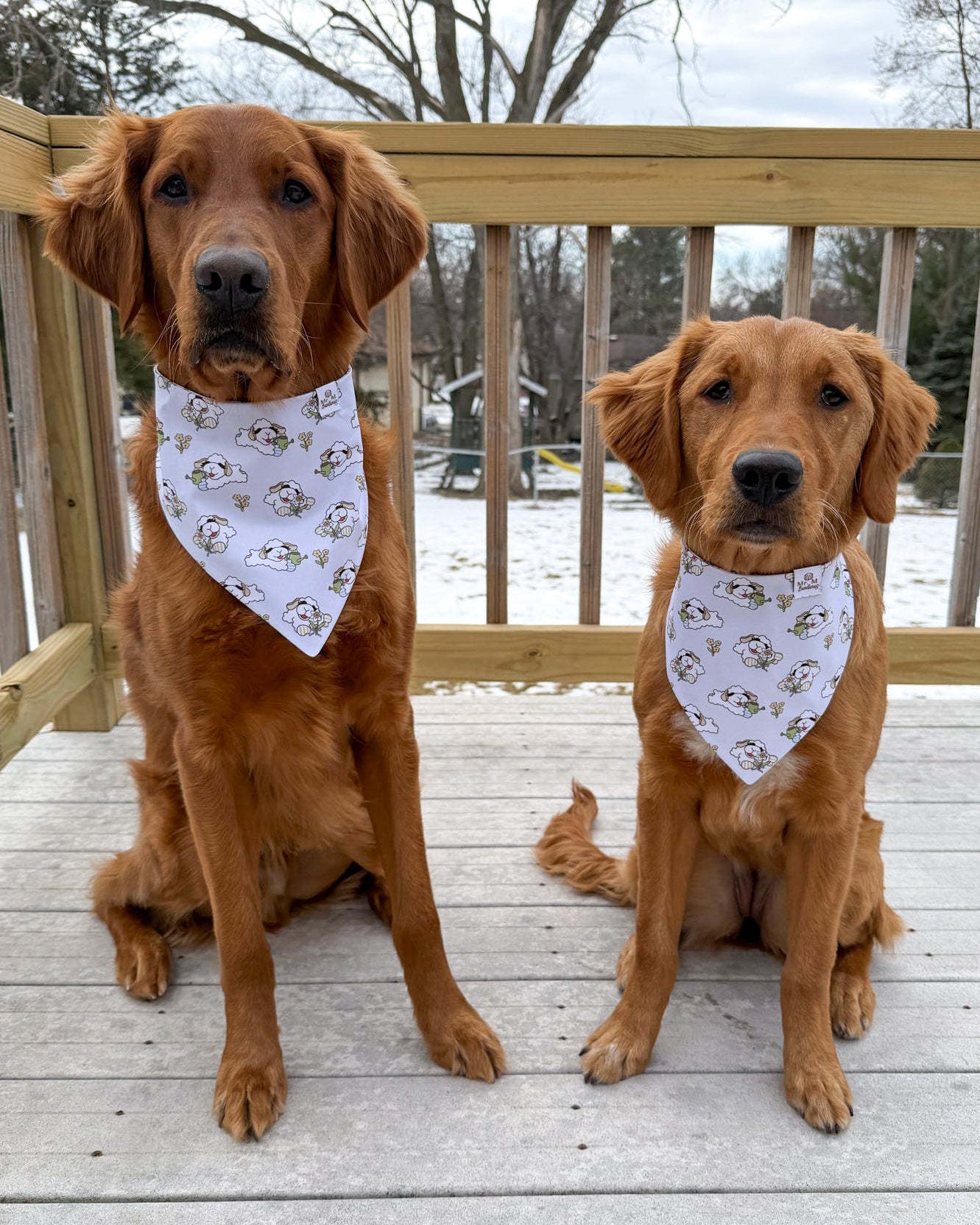 Two golden retrievers wearing bandanas on a wooden deck with a snowy landscape in the background.