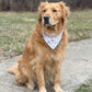 Golden retriever sitting on a path with a bandana in a park-like setting