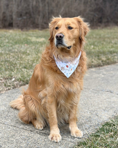 Golden retriever sitting on a path with a bandana in a park-like setting