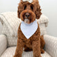 Brown dog with a white bandana sitting on a striped chair.