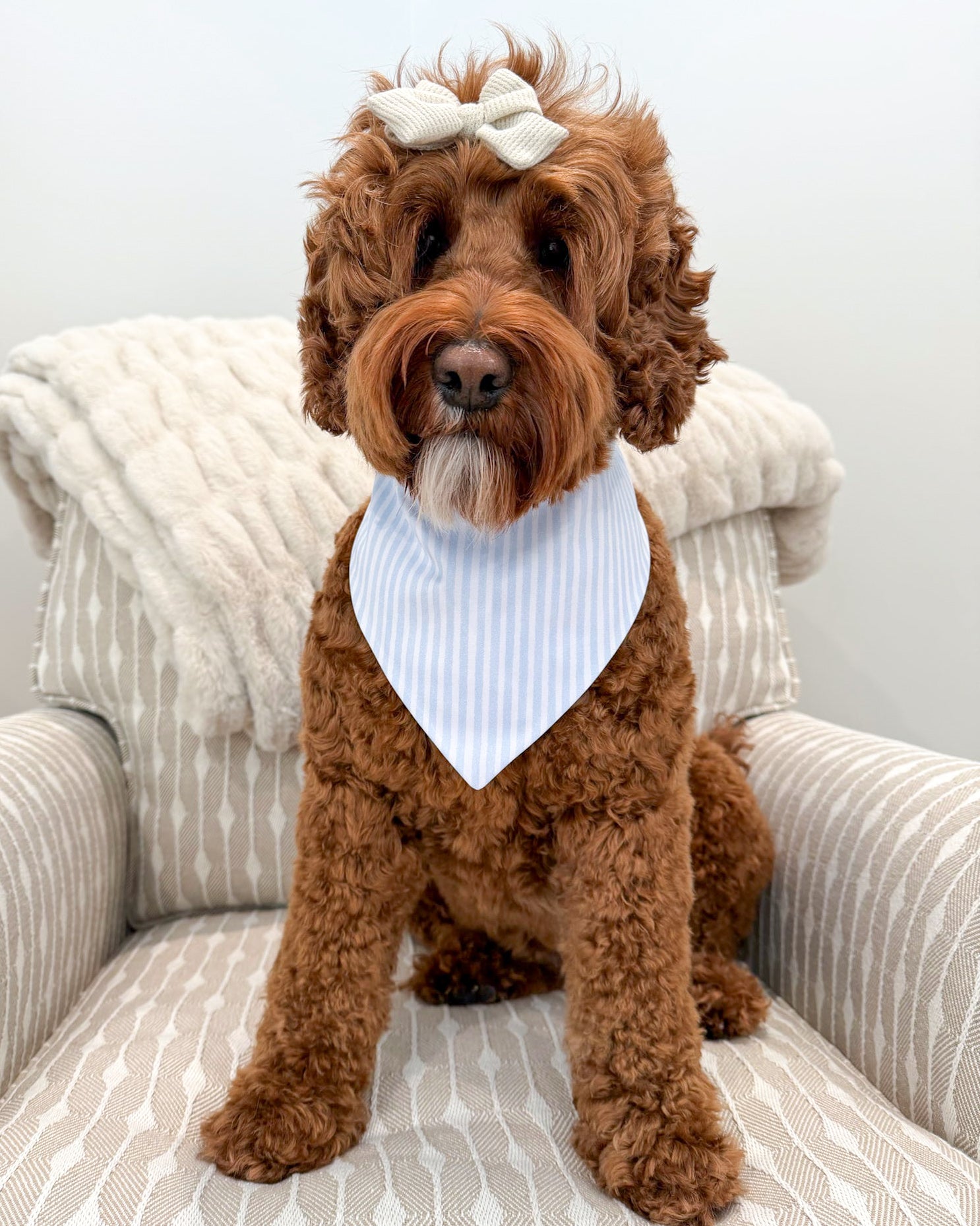 Brown dog with a white bandana sitting on a striped chair.