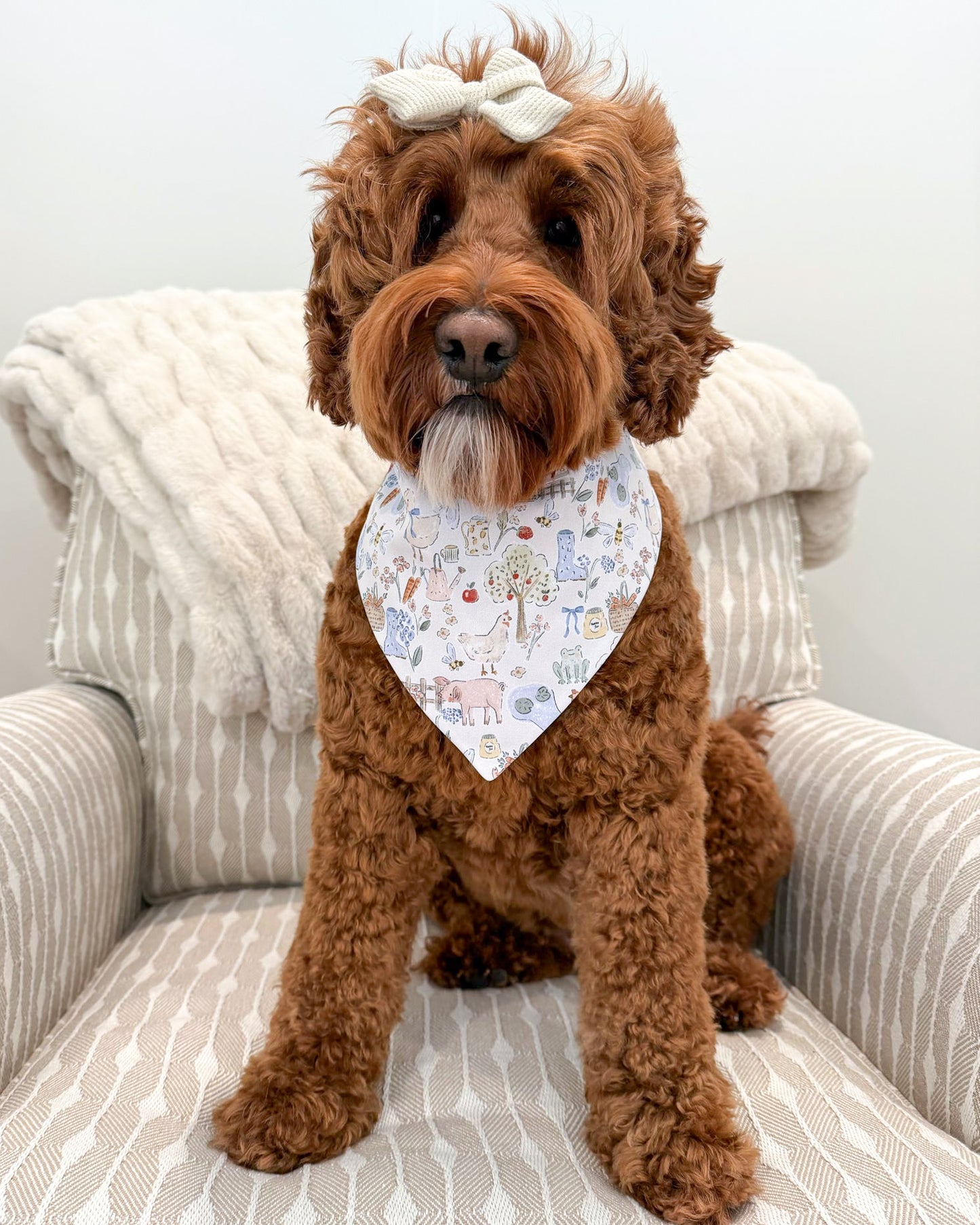 Brown dog wearing a bandana sitting on a striped chair.