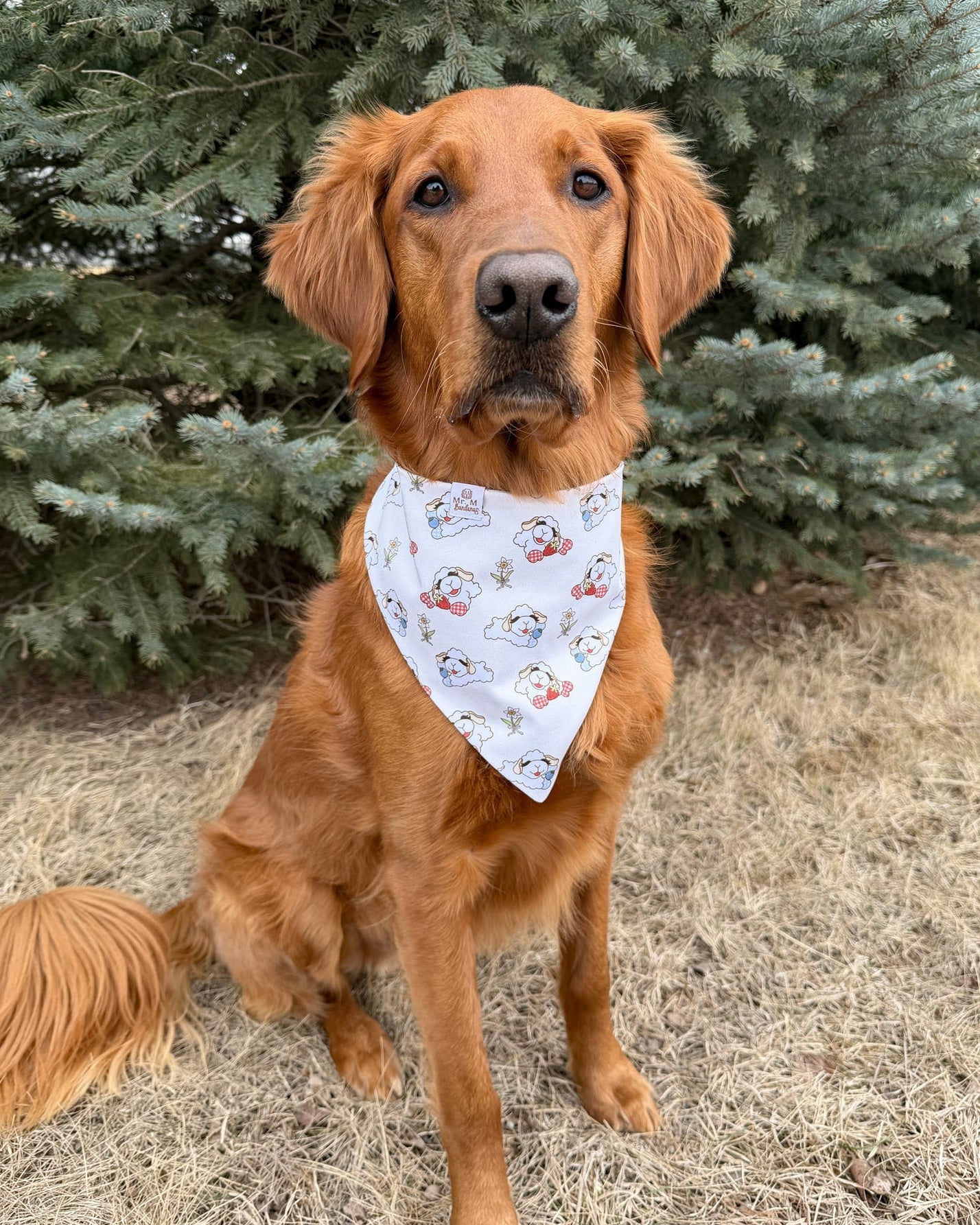Brown dog wearing a bandana with a floral pattern, standing outdoors with trees in the background.
