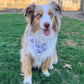 Dog wearing a bandana on a grassy field